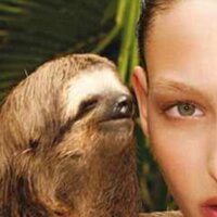 Rape Sloth (@_rapesloth) 's Twitter Profile