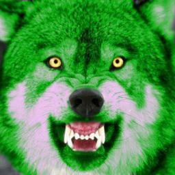 I AM A BOLD PROGRESSIVE.  MARSHALL THUNDERING HERD SPORTS FAN.