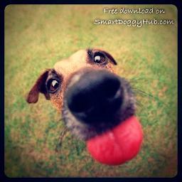 Make your dog happy with http://t.co/skFMk4p2 - all tips & resources