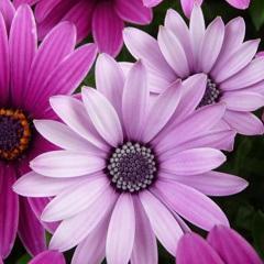 Furkancali's profile picture. Сделал четыре дела одновременно: открыл минералку, умылся, помыл пол, довел кота до инфаркта...