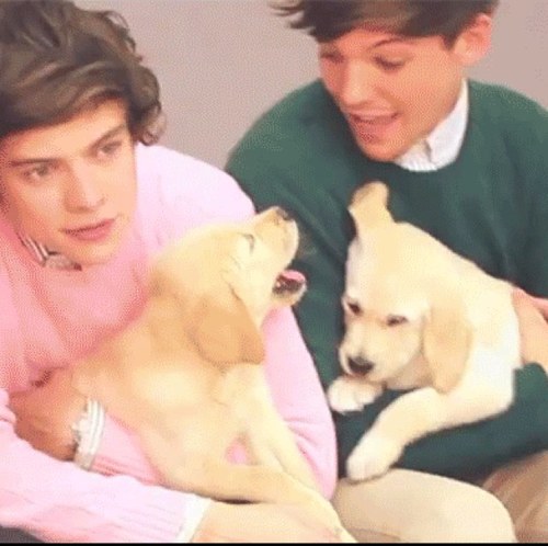 I gave u a follow so now go follow @NialllLikeABoss or