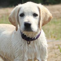 Brian Ricks (@easyretriever) 's Twitter Profile
