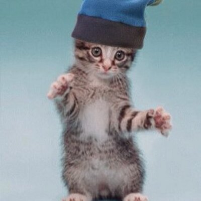 Un Bebe Chat Thug Lebebechat Twitter