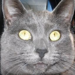 NestivityTester's profile picture. 