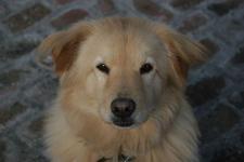 misscamo119h's profile picture. country girl stuck in the city