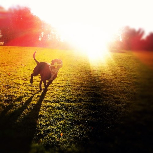 Madison_Square's profile picture. The ramblings of a staffordshire bedwarmer (bull terrier) fond of basking in the grass, chasing cats and squirrels, and finding tasty stuff in bins