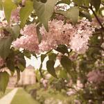 marjorie7pa's profile picture. Lamar HS 1963; U of Houston BS 1968; U of Texas MEd 1974 Public school teacher 42 yrs (12 in TX and 30 in NY) includes 19 yrs as computer tea; 19 as Special Ed