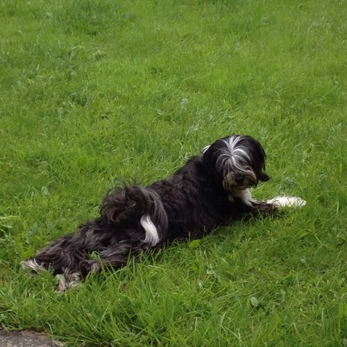 analienhoneybee's profile picture. Senior Physiotherapist in Cystic Fibrosis at the National Referral Centre for Adult Cystic Fibrosis at SVUH, Dublin. All views my own.