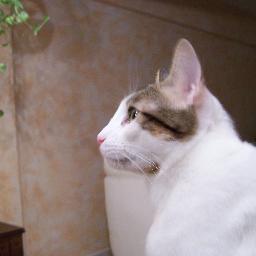 I am a cat who loves to take pictures of other cats