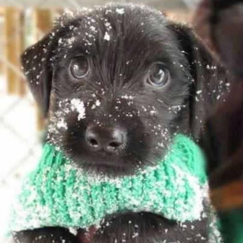 ShriverKelly's profile picture. 