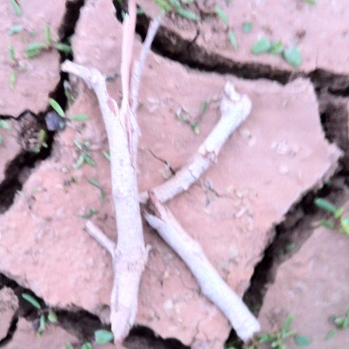 عاشق المطر