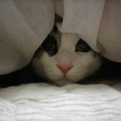 Kana タマカフェ 1回目 夢のような空間です ゆったりした空間で お一人様も 小さなお子さん連れもみんなくつろげる カフェですね 次いつ行こうかな Tama Friends タマカフェ 3丁目カフェ アクアシティお台場 お台場 カフェ かわいい 猫