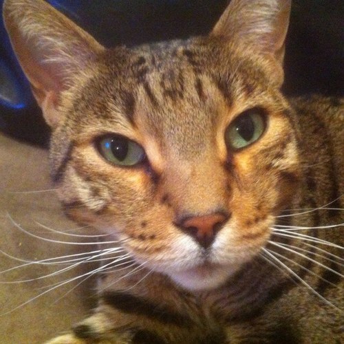 HalifaxLex's profile picture. Meow.