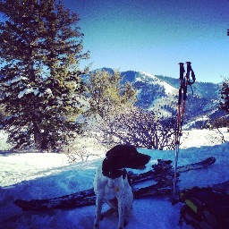 SkiTorro's profile picture. 