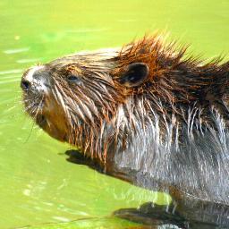 FarmTownProbs's profile picture. Beaver Pride Deep Inside