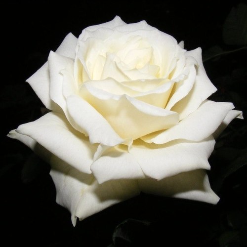 kcji_4's profile picture. 