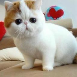 amy092715's profile picture. I am a Taiwan's girl ~ ^O^

Ever Lasting Friends / Endless Love Forever