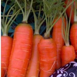 CaleysGarden's profile picture. Farmer, Garden Writer, bee whisperer, reformed cat hoarder. I have too many things on my to-do list. https://t.co/1bxgLUpBev