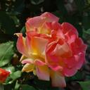 Sharon Appel - @skappel1 - Twitter