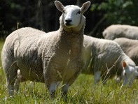 The Salt Spring Island Abattoir provides local and humane livestock processing services to islanders. Natural, organic,  local meat is again possible on SSI.