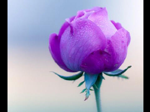 maasag30's profile picture. أقدم خدمة مساج _ خبير _ الجلسه 200 ريال