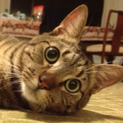 Gecko hunter, full of energy and naughtycat - I Bite 🙀