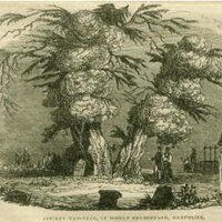 AncientYewGroup (@ancientyewgroup) 's Twitter Profile