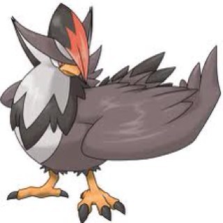 My names Talon, im a fast, swift, Staraptor. The only way to go, is up towards the sky!  #Male #Single #Wild