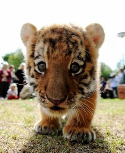 Cutest baby animals :) They are sweet, soft, little and cute! The most beautiful and amazing pictures.