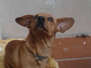I'm a dog that loves meat especially steak roll and sooo tasty so I like but really do but feed and quite excicios