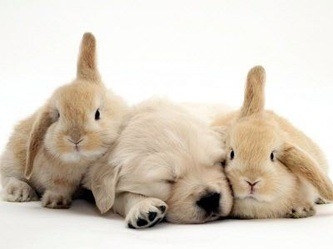 몽실몽실한 강아지~ 토끼~ 동물을 사랑합니다. 예쁘게 사랑하세요^^ #gmi #tb0524