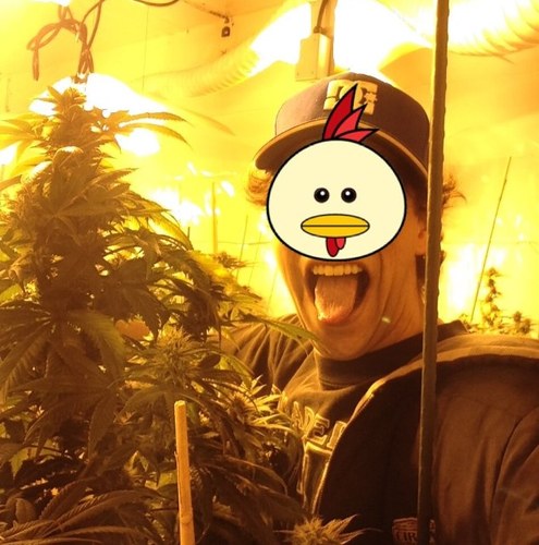 BC MMJ Master Grower&Advocate 4 CommonSensi.In love w/ @fifi420love.Family man.Bass player&Gemini.Well read and well lit.Hit BOSSFAM!respect 2 @hebrew80!