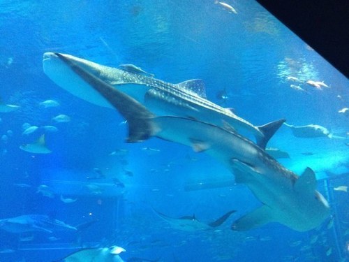 193553's profile picture. わ