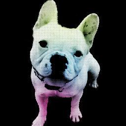 TacoBouledogue's profile picture. Très Docile, Joueur, Râleur, mais très bien avec mes maîtres