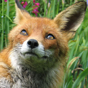 paperfoxes's profile picture. Online Marketing Expert