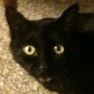 CMUchips's profile picture. 