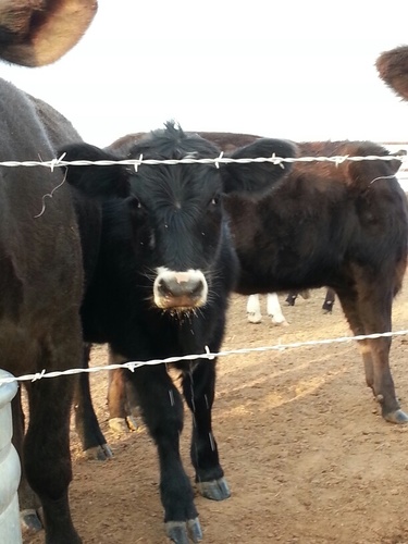 AndersonFarms12's profile picture. We enjoy a small corner of heaven located along the banks of the Washita River (Norton bend) which has been in the family for 4 generations.