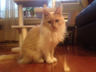 PeachyPoopers's profile picture. Peaches and Belle. Cool cats making observations about those silly humans