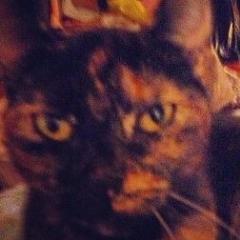 My name is Stoney. But they call me Zapato Gato because I love shoes and shoe boxes. Dont ask why they call me Stoney...