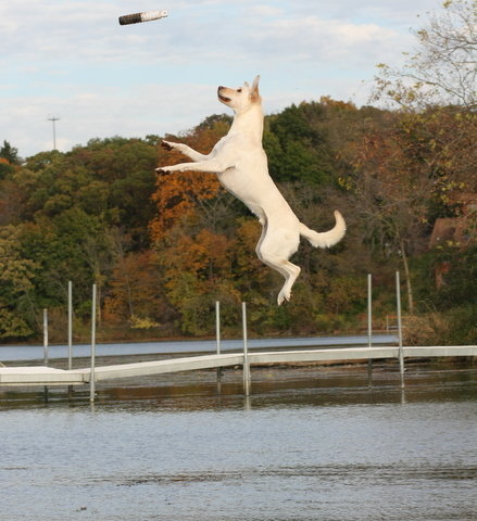 AgileChops's profile picture. 