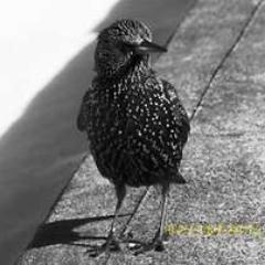 raymondsmall201's profile picture. want to hire me for public events, to create photographs, or image editing leave message in Halifax, Dartmouth  Nova Scotia