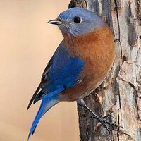 MVC (@moconservation) 's Twitter Profile