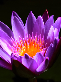 minkothatiyayin's profile picture. 