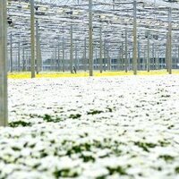 Buijs Flowers 1 (@buijsflowers1) 's Twitter Profile