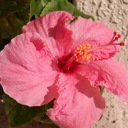 Kari Snyder - @eyebrowsbykari - Twitter