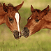 HorseAdoption's profile picture. Equine Adoption Network