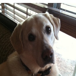 Just a lab trying to make sense of the humans I own