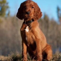 Love the outdoors, crafts and sniffing out good deals on travel and of course Irish Setters.
