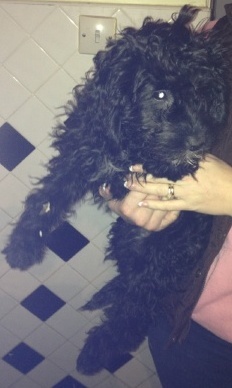 BOOtheCockapoo's profile picture. Cockapoo who is about to move from the sea to the middle of the country with my new found family