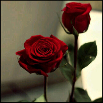 Just  follow me , and happy